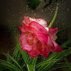 大姑隔窗拍：《雨中玫瑰》-是你！