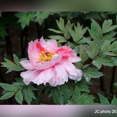今天是谷雨。牡丹花也被称为“谷雨花”，是花卉中唯一用节气命名的花。此花送给如花美丽的军军。