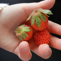 garden strawberries