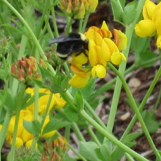 Bee on wild pea flower