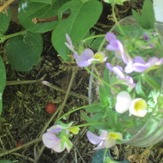 Violets brought by Barb Maus