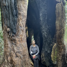 Miss Ginny absorbing the power of the Redwoods, Marin Co, November 2021