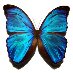 Blue_morpho_butterfly