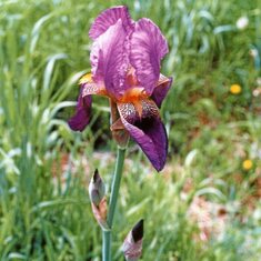An iris stands alone - Dunsmuir 2010
