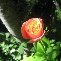 One of Mom's roses - Dunsmuir 2014