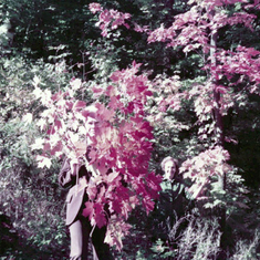 Jim with Norma, harvesting foliage for the Thanksgiving table