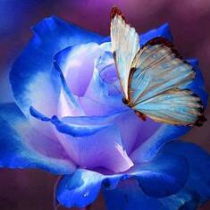 blue rose whitebutterfly2015