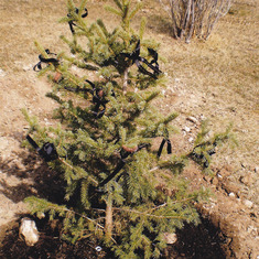 Wally's memorial tree, a Norway spruce planted in Wally's honor at the Sunset Memorial Park, near Butte, Montana to overlook our mother and grandmothers grave site. .Grow tall and strong little tree...
