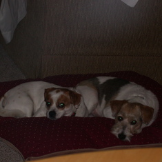 One of Wanda's many rescues, Gizmo and his buddy Corky