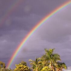 rainbowoverpalms1