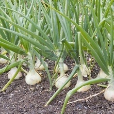 Field of Onions