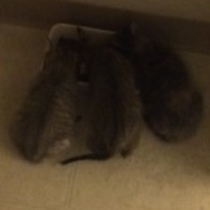 The kittens (Oscar, Oliver, and PIP) eating their supper. 1/17 Ott House