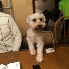 Molly playing "cards against humanity" with the humans 1/17 Ott House