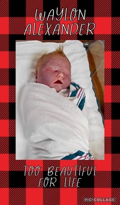 Waylon Alexander Brand