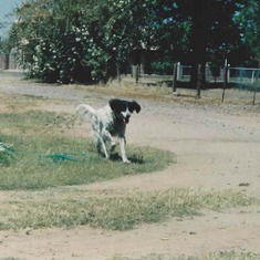 Tache - May 12, 1991 - four days later she was running free, forever.