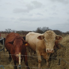 Bill's Favorite Bull Archie