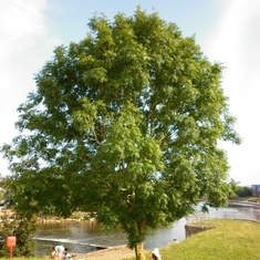 Will Rest In Peace By the Tree 7th July 13
