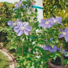 delicate but beautiful clematis