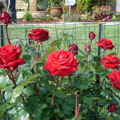Ingrid Bergman roses. as lovely as Bill is