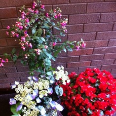 A floral tribute to be planted in Nanna's new garden in memory of Grandad! They are beautiful!!