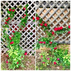 Look at the roses now!!
No roses have bloomed there for at least 20 years & nobody has taken care of the rose bushes. Bill gave up on them. Until now!