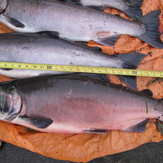A nice catch of Coho salmon from the Tlell River