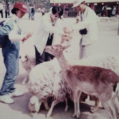 刘媛（戴红帽者）在天津水上公园喂食鹿和羊。1997年五一假期。