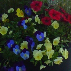 Dad enjoyed flowers- 2-tone pansies were among his favorites.