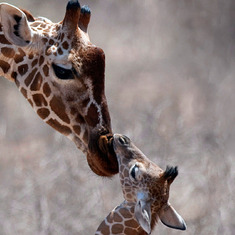 Mother&Baby Giraffe,'Touch of Love' Last a LifeTime.