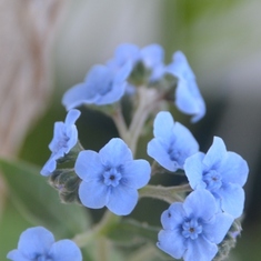 Zailee's Forget-Me-Nots came up in a pot!  So cute!
